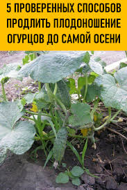 чем подкормить томаты во время цветения и завязывания плодов Dacha Sad Ogorod V 2020 G Gidroponnoe Sadovodstvo Ogorod Sad Iz Butylok