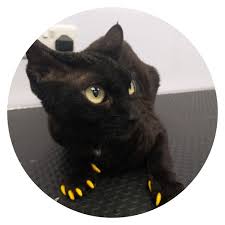 Groomingdales pet salon is located in eagle point city of oregon state. Groomingdales Home Facebook