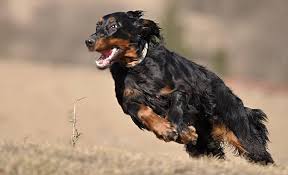 Image result for skotský setr gordonsetr