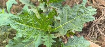 Image result for Solanum macrocarpon