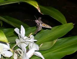 Hummingbirds don't always depend entirely on flowers. Hummingbird Moth Walter Reeves The Georgia Gardener