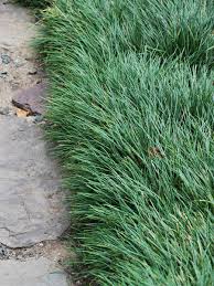 Image result for Ophiopogon
