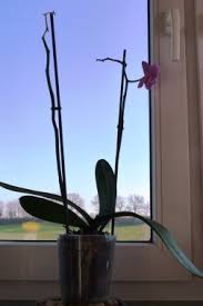 What are the different types of orchids? How To Take Care Of Orchids Foxy Folksy