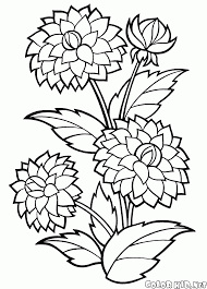 1500x1937 dahlia color one of the most beautiful flowers, from the gallery. Coloring Page Dahlia