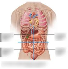The human abdomen is divided into quadrants and regions by anatomists and physicians for the purposes of study, diagnosis, and treatment. Unit 1 Introduction To Human Anatomy Physiology Abdominal Regions 4 Quadrants Diagram Diagram Quizlet