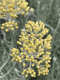 Image result for Helichrysum chasei