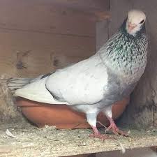 By Ste Parkes Pigeon Pigeons Racingpigeons Racingpigeon Pigeonsofinstagram Pigeonracing Guvercin Tauben Bird Birds Pigeon Bird Pigeon Homing Pigeons