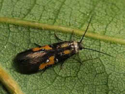 Image result for Chrysoclista splendida