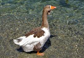 The toulouse goose is a very old domestic breed. Toulouse Goose On Lake Wakatipu In Queenstown New Zealand Encircle Photos