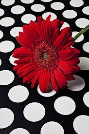 Joan On Twitter Flower Wallpaper Flowers Black White Red