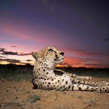 Endangered Animal Rescue Fund Asian Cheetah Acinonyx Jubatus Venaticus Currently A Small Grouping Is Preserved On Endangered Animals Animals Animal Rescue