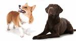Corgi Lab Mix: Corgidor Puppies | Corgi Mix Breeds