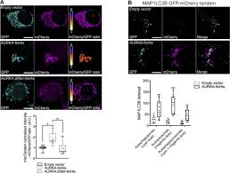 Episode titles, airdates and extra information. Mitochondrial Aurora Kinase A Induces Mitophagy By Interacting With Map1lc3 And Prohibitin 2 Life Science Alliance