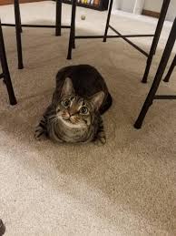 I Tried To Take A Funny Picture Of Her Chicken Wing Loaf But She Looked At Me And I Got The Sweetest Photo Aww Find gifs with the latest and newest hashtags! funny picture of her chicken wing loaf