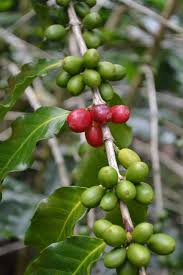 Image result for Coffea ligustroides