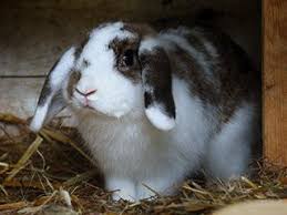 It is a breed based around the coloration and markings, rather than fur and body type. Zootierlistehomepage