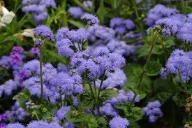 Image result for Ageratum