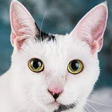 Donate to, volunteer at, and adopt from local shelters/rescues, which frees up resources for rehabilitating seized dogs. Pet Project Rescue Animal Shelters Minneapolis Mn Phone Number