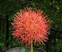 Image result for Scadoxus multiflorus