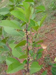 Image result for Gymnosporia buchananii