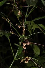Image result for Cuscuta kilimanjari