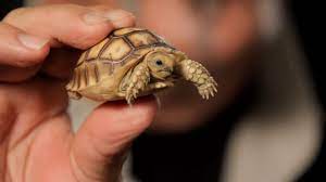 3 Care Tips For Sulcata Tortoises Pet Reptiles Youtube