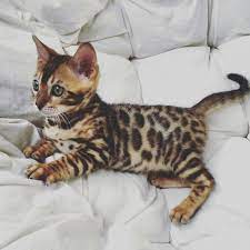 Bengals (bengal cats) take their name from the asian leopard cat's scientific name, felis bengalensis. Www Bengaldiamondz Com Bengal Kitten Bengal Cat Bengaal Kitten Bengaalse Kattap The Link To Check Out Great Ca Cute Baby Animals Baby Animals Bengal Kitten