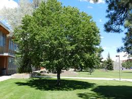 Image result for Prunus serotina