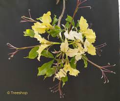 Image result for Cladostemon kirkii