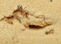 The total weight of all the ants in the world is the same as, if not larger than that of all humans. World S Fastest Ant Hits Recording Breaking Speed Of 855mm S Eurekalert Science News