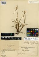 Image result for Kyllinga appendiculata