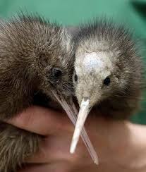 Birds That Cannot Fly With Names Don T Know What These Are But I Love Baby Birds Animals Beautiful Kiwi Bird Beautiful Birds