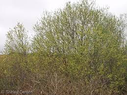 Image result for Salix