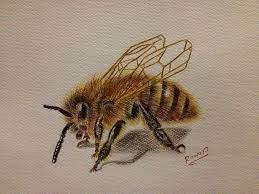 رسم نحلة drawings insects bee