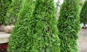Do not fertilize after august. 7 Steps To Planting Cedar Trees And Making An Attractive Hedge Smart Tips