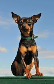 Image result for miniature pinscher