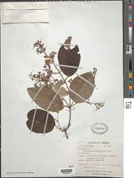 Image result for Flabellaria paniculata