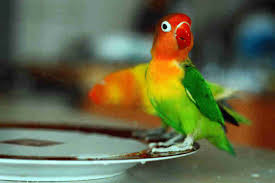 Lovebird merupakan salah satu burung yang banyak digemari oleh para kicaumania. Makanan Burung Lovebird Wikicau