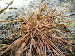 Image result for Fimbristylis complanata