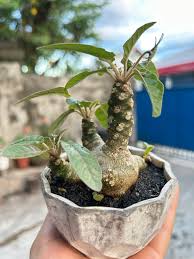 Image result for Dorstenia buchananii