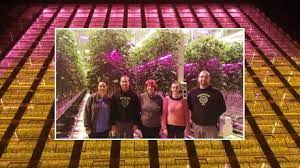 Best led grow lights for grow marijuana. French Tomato Grower Trials Full Led Growing