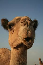 Trying to talk a turkish cab driver into a bo would not be deterred by spit. Pin On C A M E L