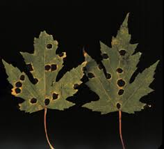 Tar Spot Of Trees And Shrubs Wisconsin Horticulture