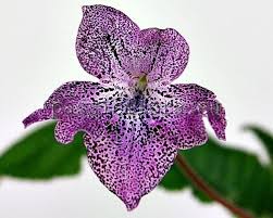 Image result for Streptocarpus goetzei