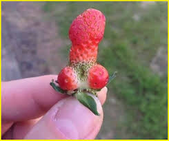 12 Gambar Buah Buahan Dan Sayuran Lucu Sekaligus Aneh Yang Bikin Kita Terkecoh Ngasih Com
