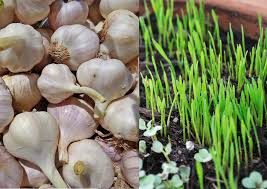 The physiological role of antioxidant. Ù‡Ù„ Ø§Ù„Ø«ÙˆÙ… ÙŠØ¤Ø«Ø± Ø³Ù„Ø¨Ø§ Ø¹Ù„Ù‰ Ù…Ø±Ø¶Ù‰ Ø§Ù„Ø³Ø±Ø·Ø§Ù† 2 Ø§Ù„ØªØ±Ø¨ÙŠØ© Ø§Ù„Ø°ÙƒÙŠØ©