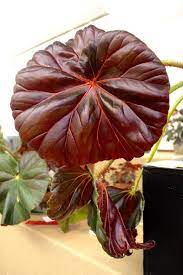 Pin On Begonias Indoors