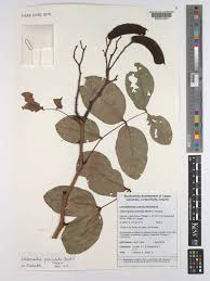 Image result for Julbernardia paniculata