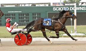 Mr Wiggle Pants Harness Racing Horsey Horses