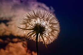 Check spelling or type a new query. Foto Op Canvas Paardenbloem Foto4art